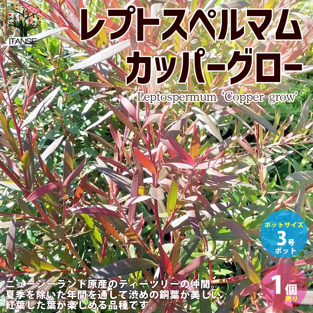 Amazon.co.jp: ITANSE レプトスペルマム カッパーグロー 3号 1個